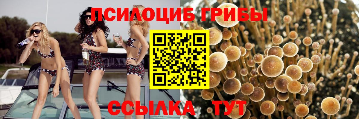Элиста  Галлюциногенные грибы Psilocybe  Вход с VPN  Псилоцибиновые грибы мухоморы 